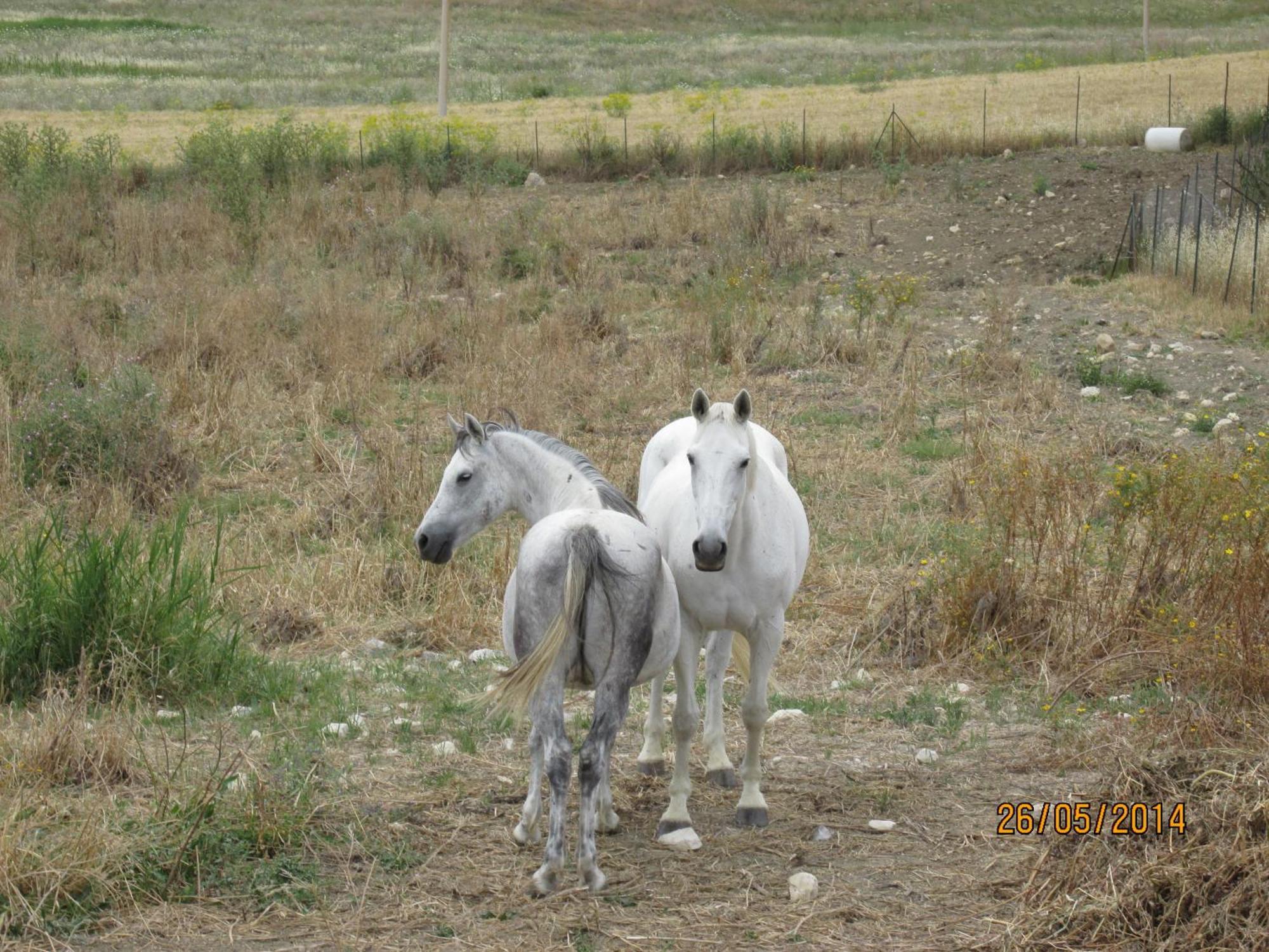 Agriturismo Reggia Saracena 阿格里真托 外观 照片